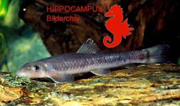 (Garra) Род ГАРРЫ 101 вид